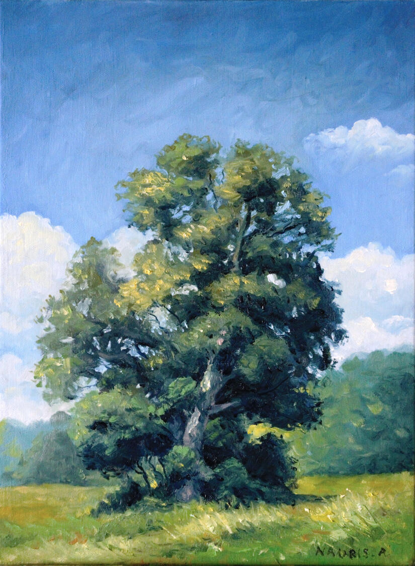 Available, 30x40cm, 2025, Oil Painting, Study of a tree from picture.